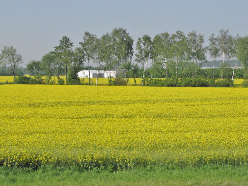 1405-72 Mustard fields for several miles on way to Malbork Castle