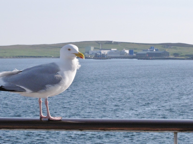 1406-51 Gull welcoming us to the Shetlands