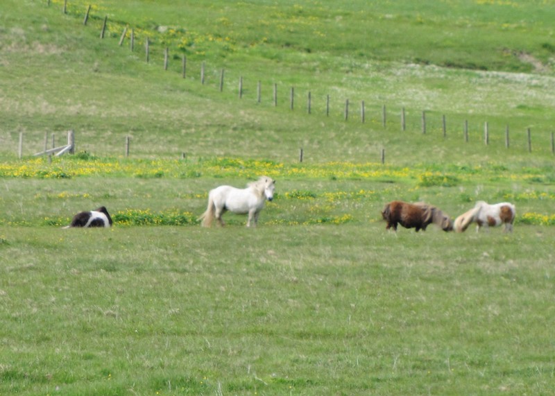 1406-69 Shetland ponies