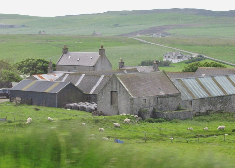 1406-71 A Shetland sheep farm