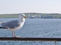 1406-51 Gull welcoming us to the Shetlands