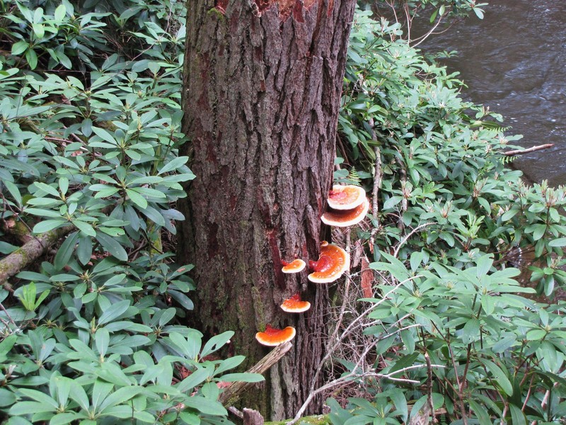 1506-06 More fungi--this time on a hemlock surrounded by rhodedendrons