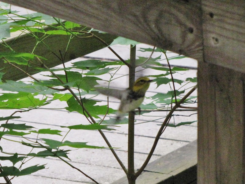 1506-08 Black-throated Green Warbler