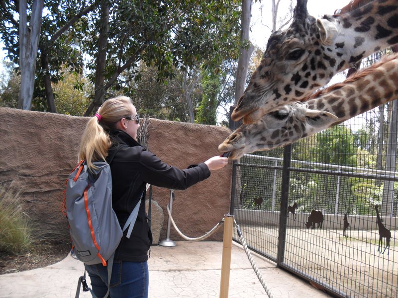 Feeding the Giraffes