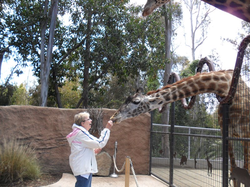Mom feeding the Giraffes