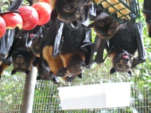 Lots of Flying Foxes eating :)