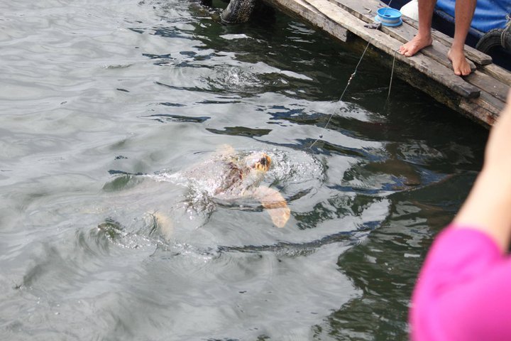Sea Turtle!!