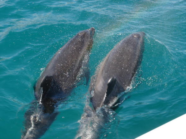 Dolphins in Paihia