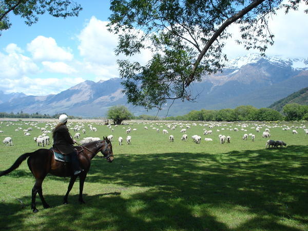 Horse-riding in Glenorchy