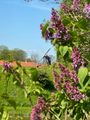 Lilacs & Windmill