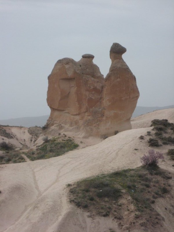 Camel shaped rock