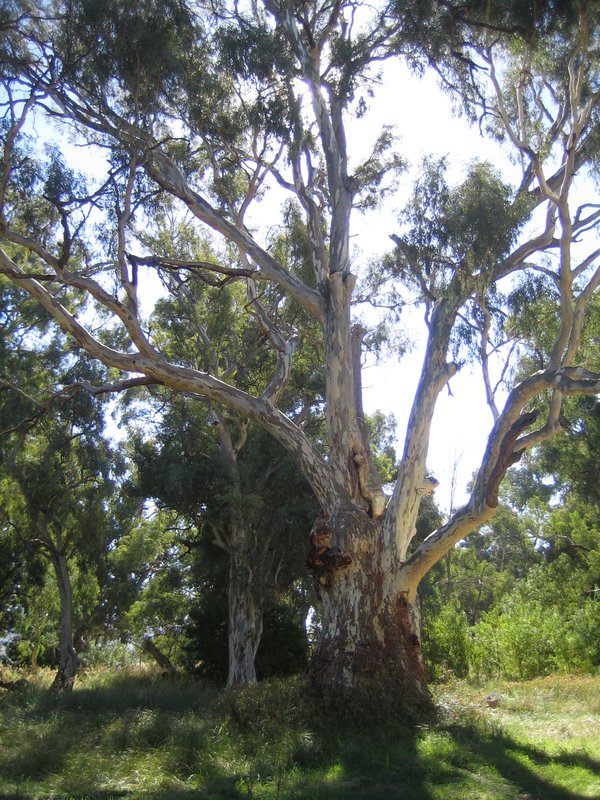 A narley old white gum IMG 6464