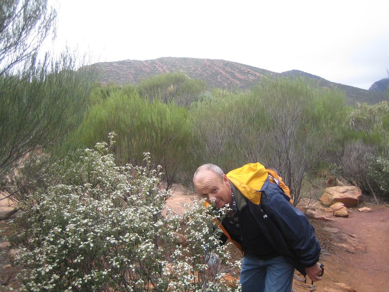Smelling the wildflowers Wilpena Pound IMG 6601