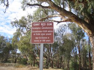 Giant Gum Tree IMG 6622
