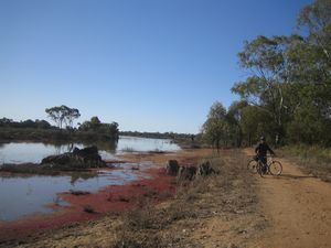 Red Algue Murray River Berri IMG 6762