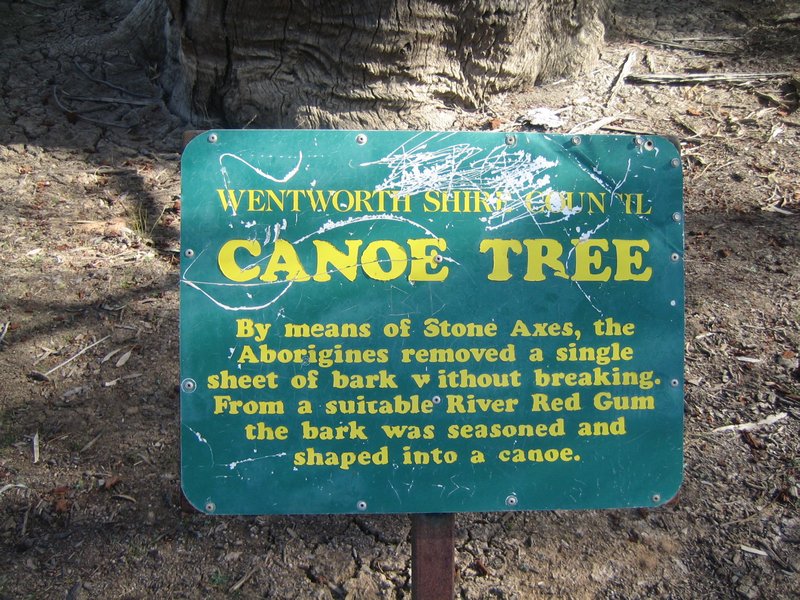 Canoe Tree IMG 6974