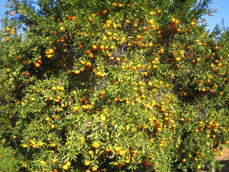 Abundance of Mandarines IMG 6994