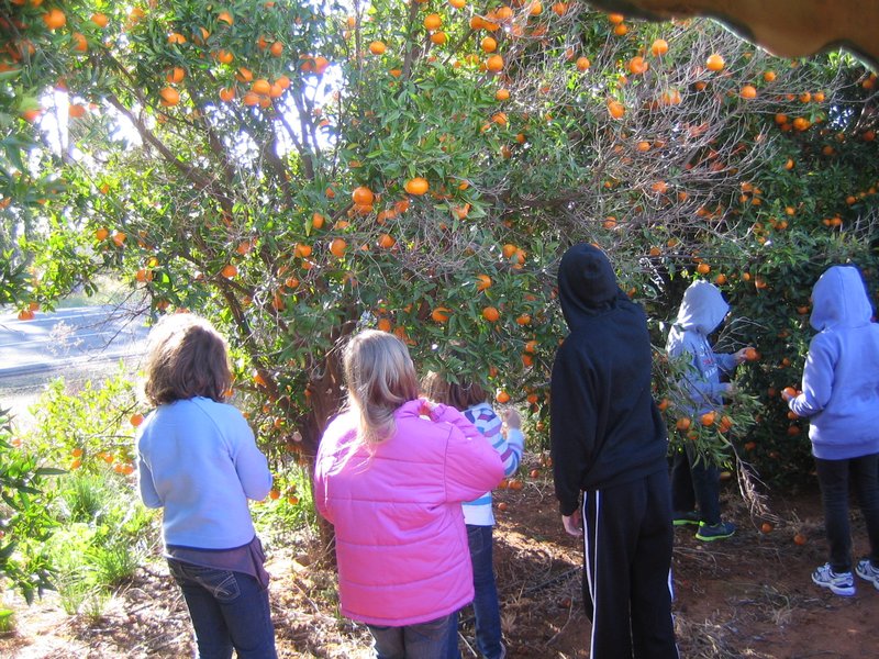 Picking Mandarines IMG 6984