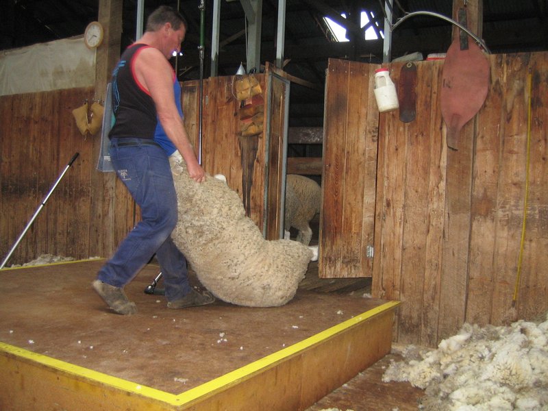 Shearing the sheep IMG 7005