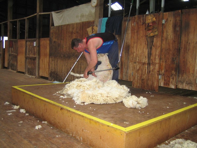 Shearing the sheep IMG 7011