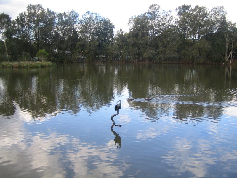 Bird Statue with ducks swimming past IMG 7131