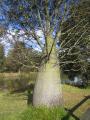 Boab Tree at Wetlands Park IMG 7135