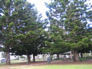 Beautiful Old Pine Trees IMG 7106