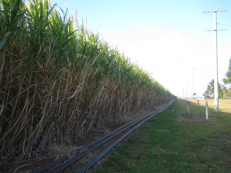 Sugar Cane crop IMG 7237