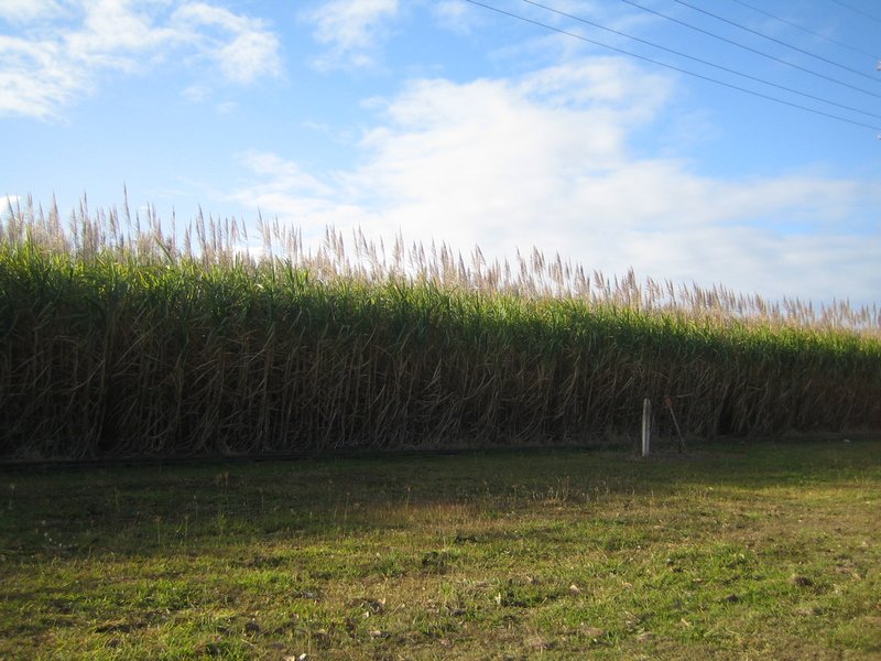 Sugar Cane crop IMG 7240