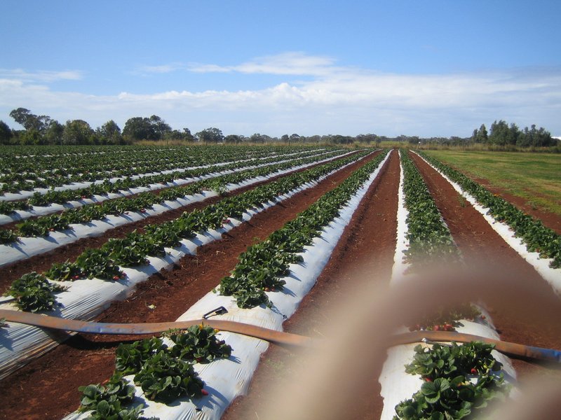 Strawberry farm IMG 7271