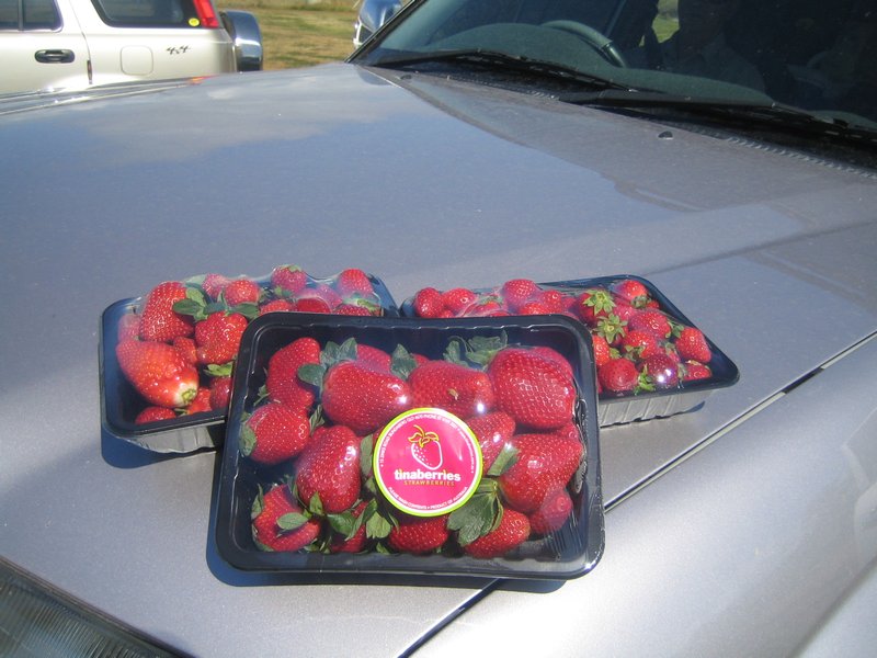 Tinaberries Strawberries IMG 7270