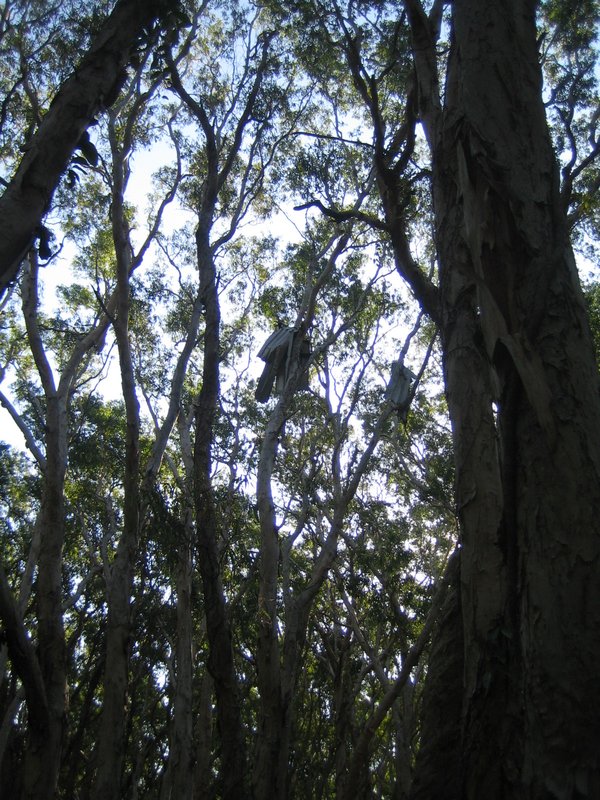 Debri still in trees from storm IMG 7493