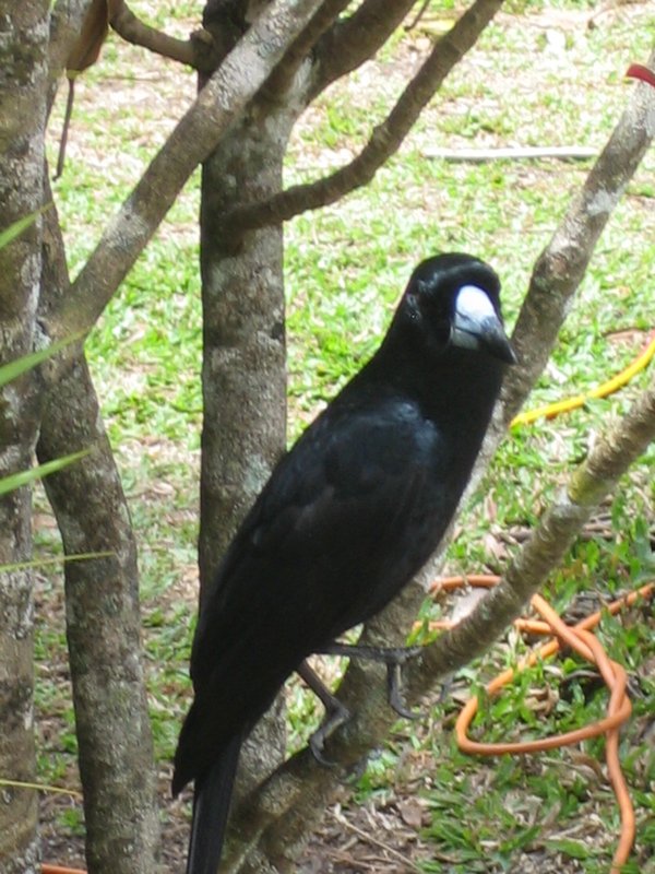 Black Butcherbird IMG 7575