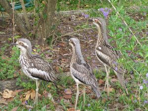 The Bush Thick-Knee family sometimes call Curlews