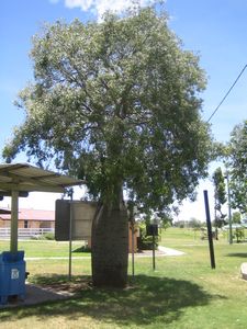 Boab tree lunch stop Wandoan IMG 8001