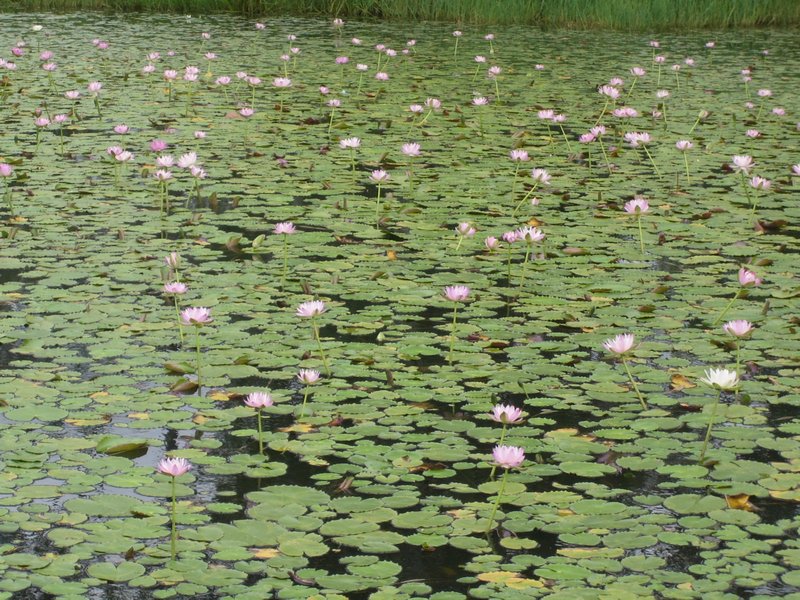 Water Lilies Dogwood Creek Miles Qld IMG 8059