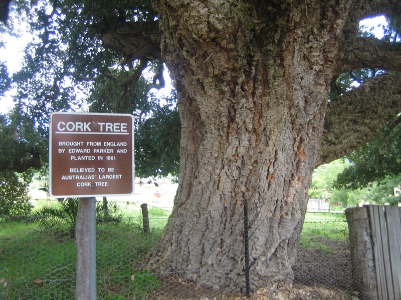 Aust Largest Cork Tree IMG 8115