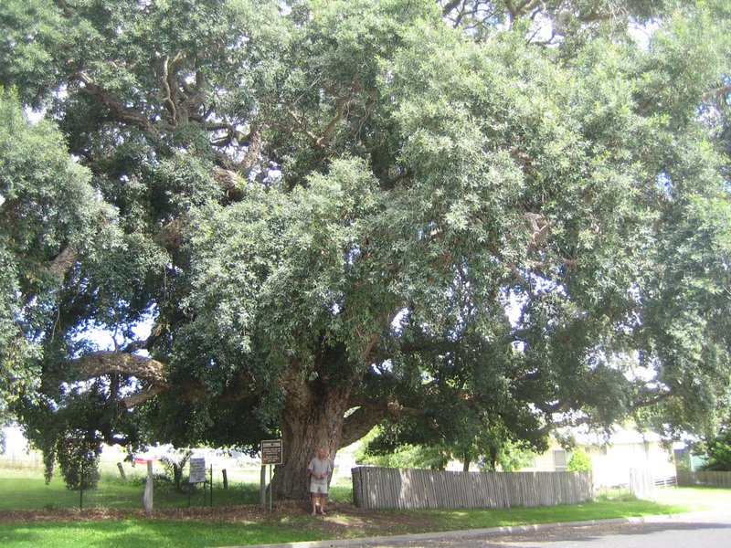 Huge Cork Tree IMG 8117