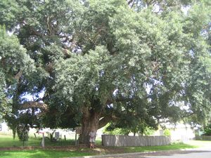 Huge Cork Tree IMG 8117