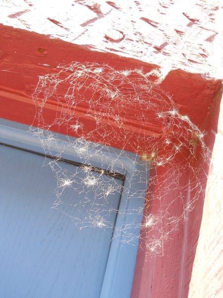 Spider web in Steinau