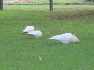 Cockatoos in the Botanical Gardens