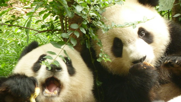 Panda Cubs