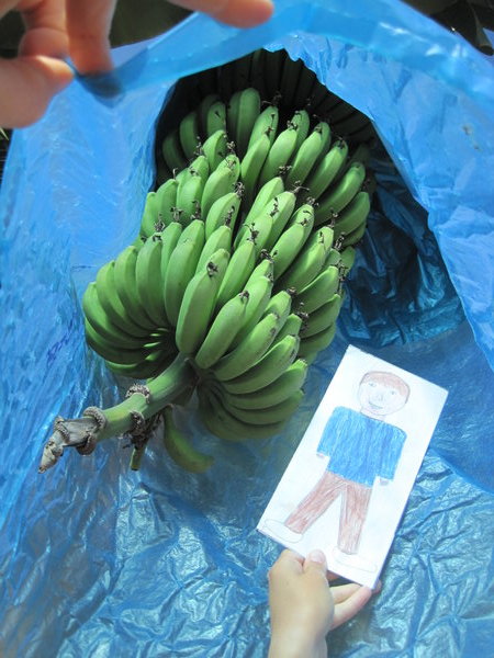 Did you know bananas grew in blue plastic bags?!