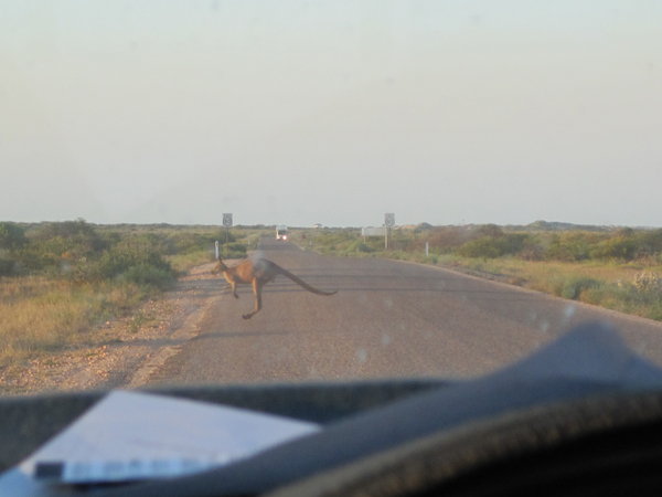 Kangaroo crossing!