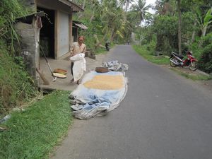 Drying rice in the middle of the road!