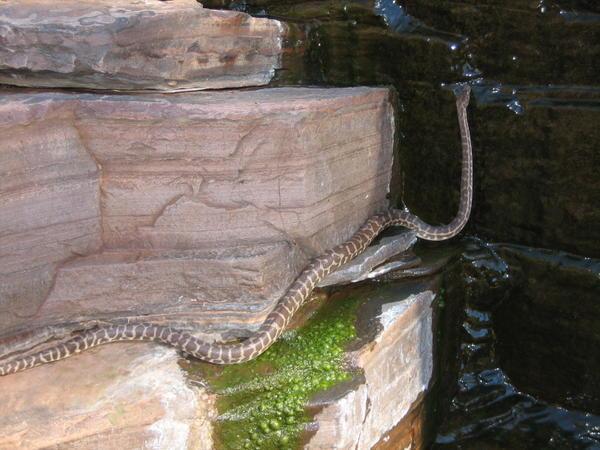 Rock Python at Fortescue Falls