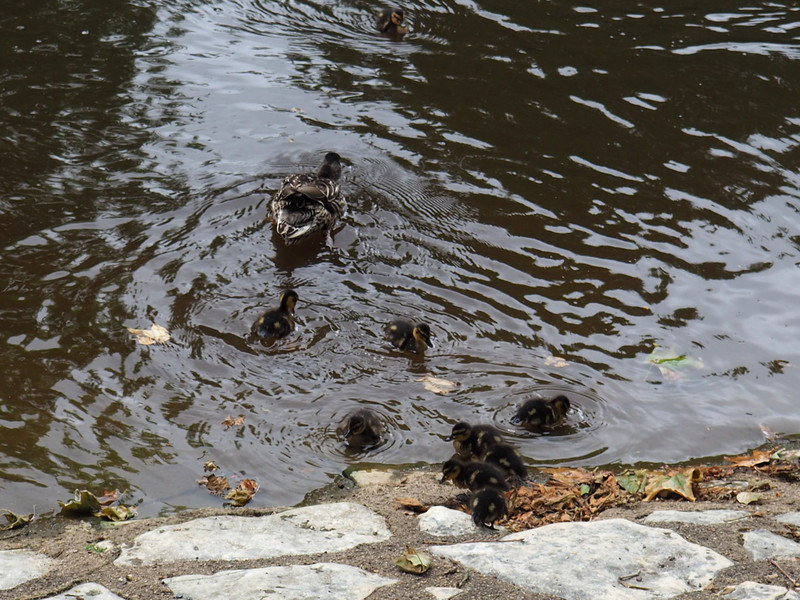 Ducklings in the river at Rochefoucauld 