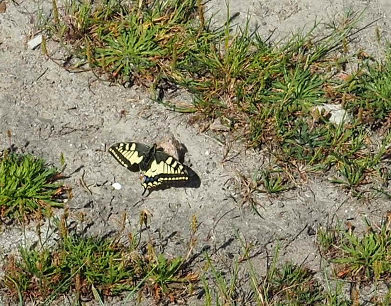 Swallowtail on our walk