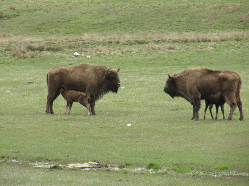 Bison in the fields