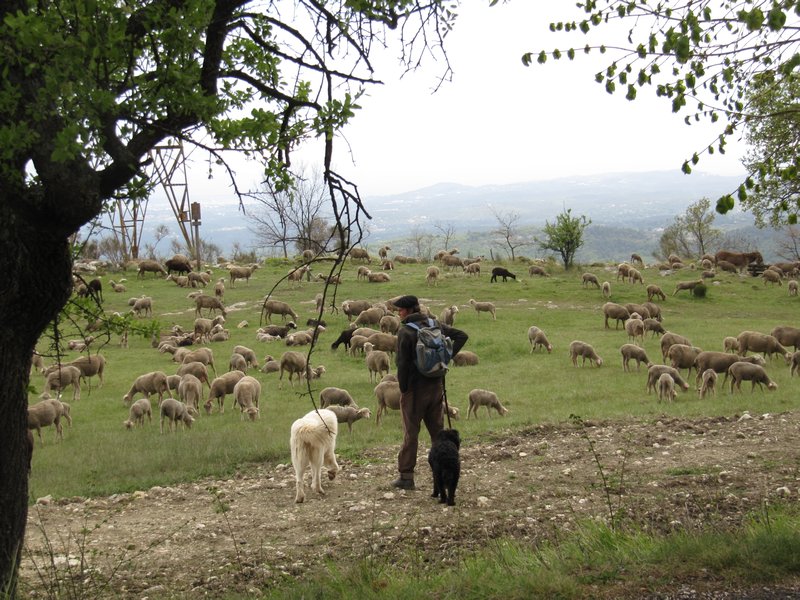 Goats, sheep and shepard